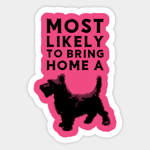 Most likely to bring home a scottish terrier (scotty) Sticker by chapter2